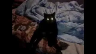 The cat is sitting in shock (Кошка сидит в шоке)