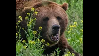 This Brown Bear Put Allen Minish's Entire Head In It's Mouth