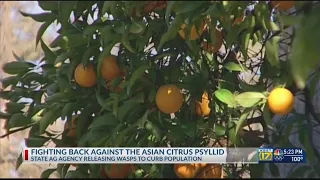 Wasps released in Kern County to help fight deadly citrus tree disease