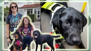 Guide Dog Kicked Off Bus For Being Black?!