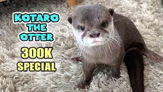 300K SUB SPECIAL! Kotaro the Otter Best Moments