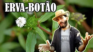 Como fazer bom uso da Erva-botão (Eclipta Alba ou Eclipta prostata) - Plantas Úteis