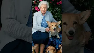 Corgi Fact : Tribute to Late Queen Elizabeth! #pets #dog #corgi