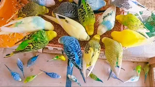 🌄 Budgie Morning Sounds : Soothing Sounds of Dawn 🎶🦜