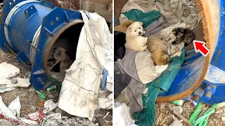 Stray Dog Mother Living In A Tin Can, She Adopted A Kitten !