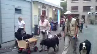 Wagenziehen in der Stadt mit der Hundeschule "TAVA"