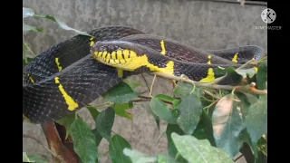 Цікаві факти про Мангрову змію!!! 😉😉😉