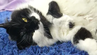 Black & White Cats -- Relax & Unwind - 20 minutes