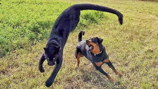 🐆 Panther Luna  and Rottweiler found a haystack /  Leopard and dog have fun in the field 🐕🌳