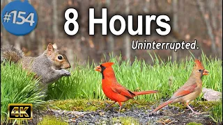 Uninterrupted CatTV 😻8 Hours of Birds 🐦Squirrels 🐿 No Ads Pet TV for Cats