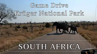 Kruger National Park - South African Safari Tour in Winter || Vorgewandert - Quick Virtual Travel