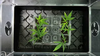 Cannabis Basics: Seeds vs Clones