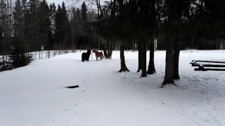 Talvi irroittelua Verano ja tammat