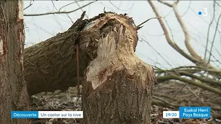 Un castor repéré sur les bords de la Nive au Pays Basque, plus de 300 ans après sa disparition