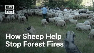 Spain Farmers Use Agroforestry to Fight Forest Fires