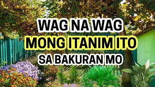 10 Halaman na Hindi Mo Dapat Itanim sa iyong Bakuran!