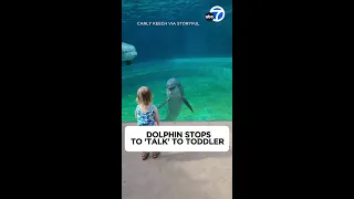 Dolphin stops to 'talk' to toddler at Mississippi Aquarium