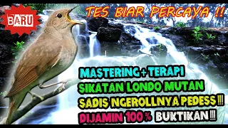 SUARA BURUNG SIKATAN LONDO GACOR FULL ISIAN - MASTERAN SIKATAN LONDO PALING PEDAS DI TELINGA