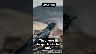 Why Crows Are as Smart as 7 Year Old Humans | The Smartest Birds in the World  #crows #facts #viral