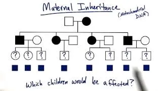 Mitochondrial Inheritance - Tales from the Genome