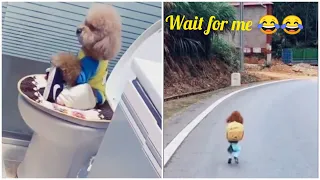 😍 Mini Pomeranian - Funny and Cute Pomeranian Videos #34 - Cute Puppies | Tik Tok chó phốc sóc