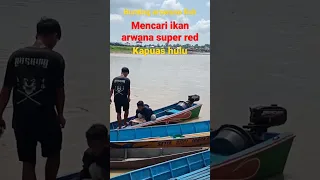 Hunting ikan arwana super red di kapuas hulu