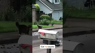 Brave house cat chases off wild coyote