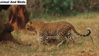 The Panther - हिन्दी डॉक्यूमेंट्री _ Discovery channel documentary in Hindi || Animal And Birds