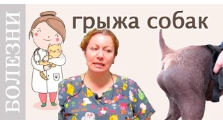 Грыжа у собак. Виды грыж, лечение. Советы ветеринара