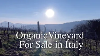 Vineyard For Sale in Italy.