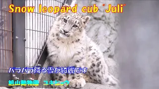 パラパラ降る雪が綺麗です（旭山動物園　ユキヒョウのユーリ）~ Snow leopard cub "Juli" ~