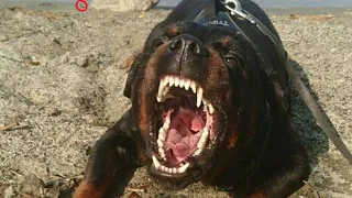 ROTTWEILER 101! Everything You Need To Know About Ownership