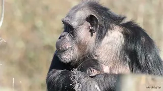 THE CUTEST YAWN OF A 2 WEEK OLD BABY CHIMPANZEE