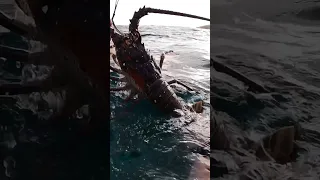 HUGE SPINY LOBSTER ? 🦞 #shorts #spearfishing #ocean