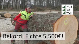 🌲€xtrem teures € Holz von Nadelbäumen - die Wertholzversteigerung 2022 #wildaufwald