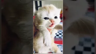 Baby Cats - Cute and Funny Cat Videos Compilation Aww Animals