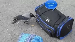 Crow checks bags and picks up candy - Smart crow