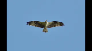 Osprey Call Voice Song Sound Chirping Calling Scream Bird | Belforrest