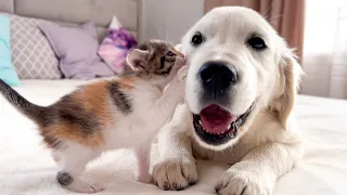 Poor Golden Retriever Puppy Attacked by Cute Tiny Kitten