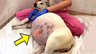 Abandoned dog gives birth and shelter staff screamed when noticing what she gave birth to