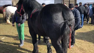 Коні Ваговози.Красиві коні на Базарі в Румунії.Targ de cai din Sighetul-Marmatiei.🐴🐴🐴🔥🔥🔥