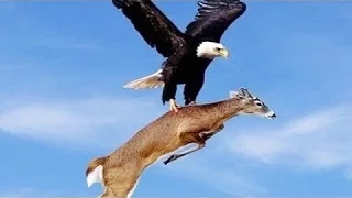 Most Amazing Wild Animals Attacks 1 Eagle Attack Eagle vs Snake, Goat, Man, Wolf