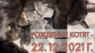 Роды кошки. Рождение котят - 22.12.2021г.