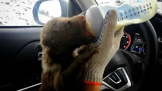 Передали медведя в Центр реабилитации медвежат-сирот Пажетновых