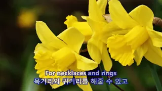 Seven Daffodils - Brothers Four: with Lyrics(가사번역)|| 일곱 송이 수선화
