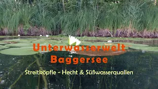 Unterwasserwelt Baggersee: Streitköpfle - Hecht & Süßwasserquallen