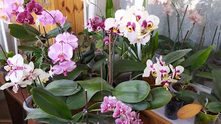 Обзор  домашнего цветения моих орхидей  конец мая 2022 (часть2)