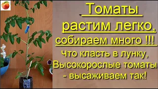 Томаты При высадке томатов в грунт делаем так Для хорошего урожая Высокорослые томаты Tomato