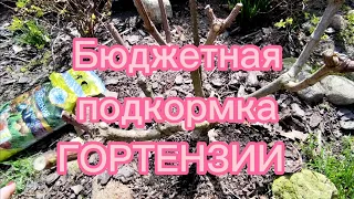 Бюджетная подкормка ГОРТЕНЗИИ 🌿 Сроки,удобрение 🌿 Первые работы с ГОРТЕНЗИЕЙ после обрезки🌿