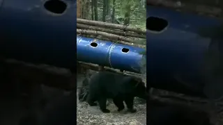 25 Huge bear shot compilation #shorts